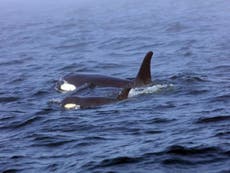 Trump officials sued over killer whales’ plummeting population crisis