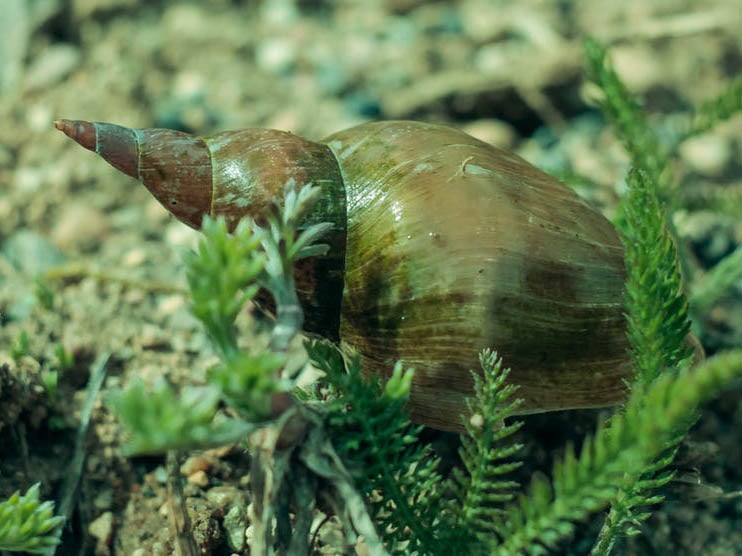 Pond life: isolation can affect snails' mating habits and memory