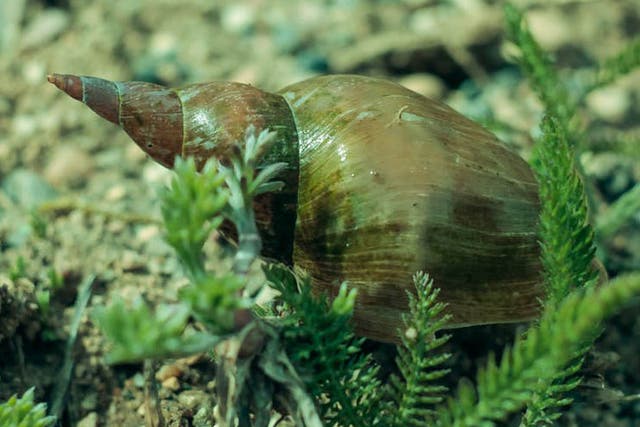 Pond life: isolation can affect snails' mating habits and memory