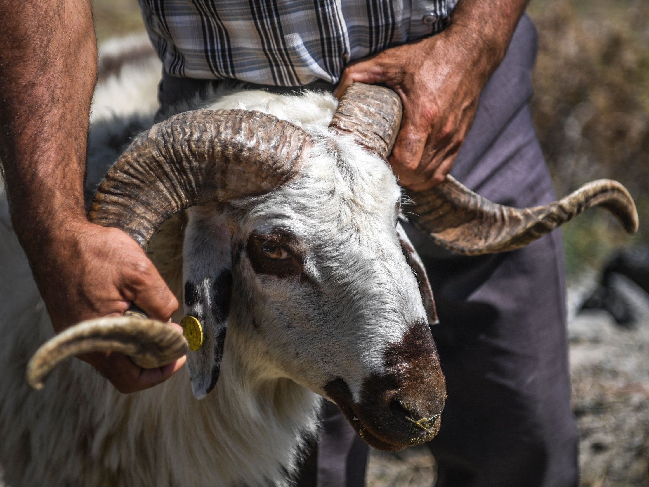 Eid al-Adha: Why do Muslims sacrifice animals and where is 