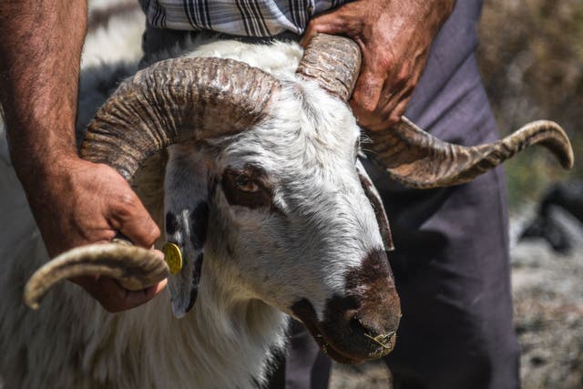 A man holds a ram at a market in Istanbul, Turkey, ahead of the annual Muslim holiday of Eid al-Adha or 'Festival of Sacrifice'