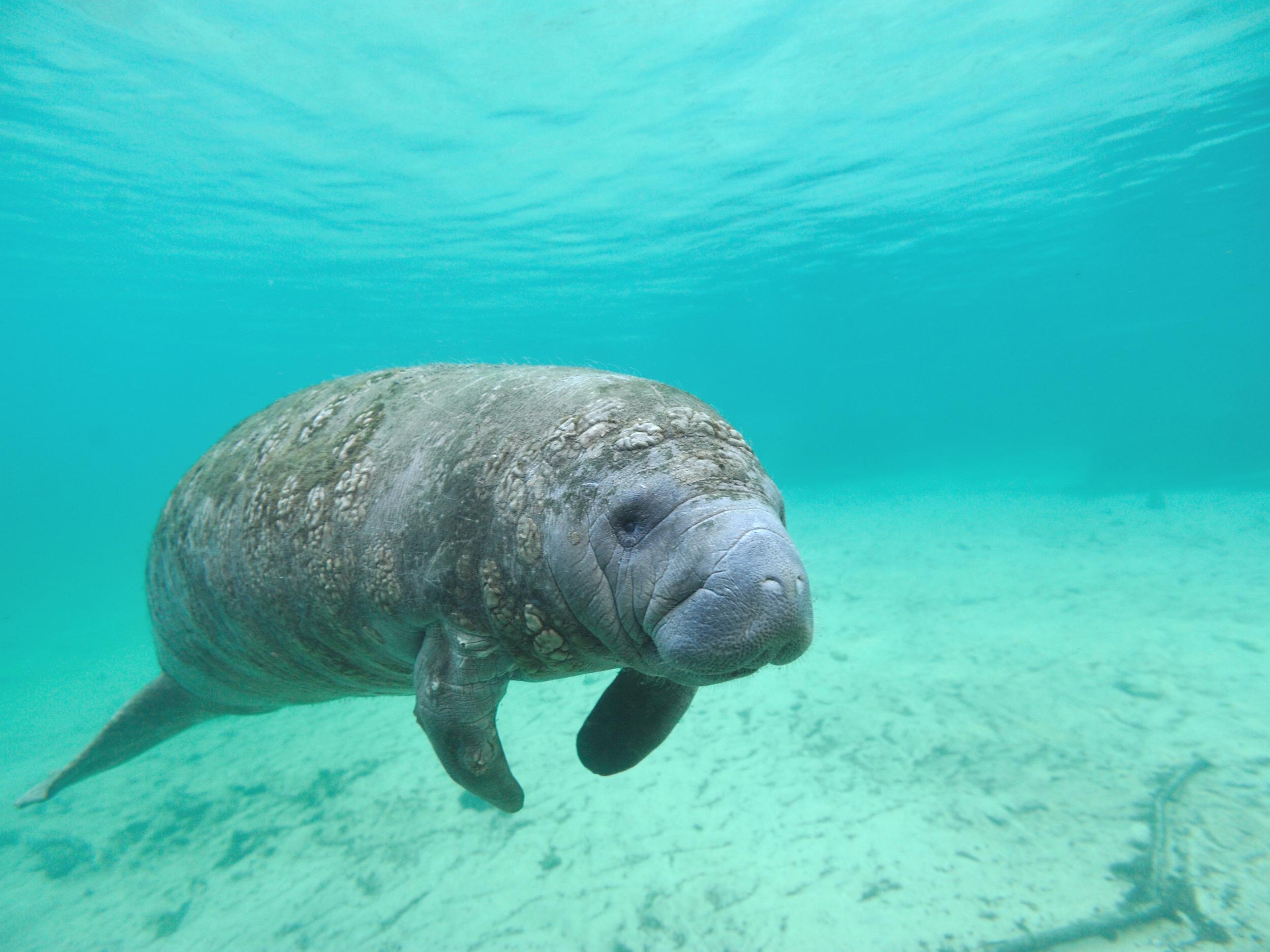 Toxic 'red tide' in Florida causes spike in manatee deaths | The  Independent | The Independent