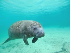Toxic ‘red tide’ in Florida causes spike in manatee deaths
