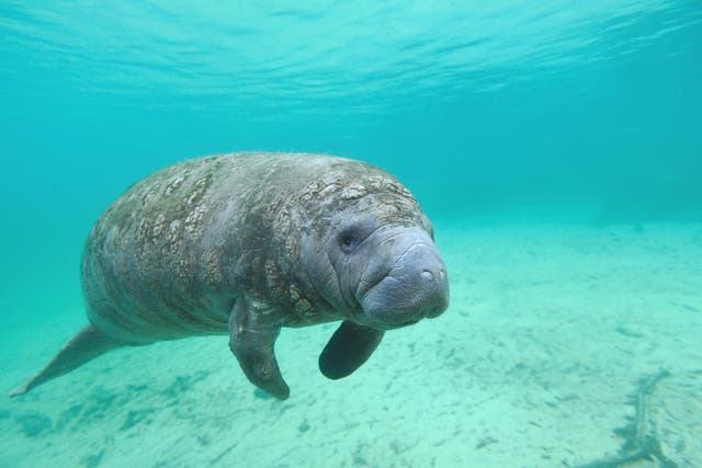 Manatees are also threatened by human encroachment on their habitat