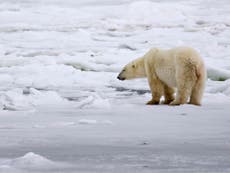 Breakup of Arctic’s ‘last-holdout’ ice ‘catastrophic for polar bears’