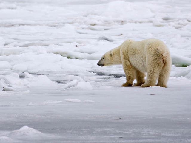 A male polar bear waits for an ice sheet to form to allow migration in an area about 200 miles north of the Canadian town of Churchill