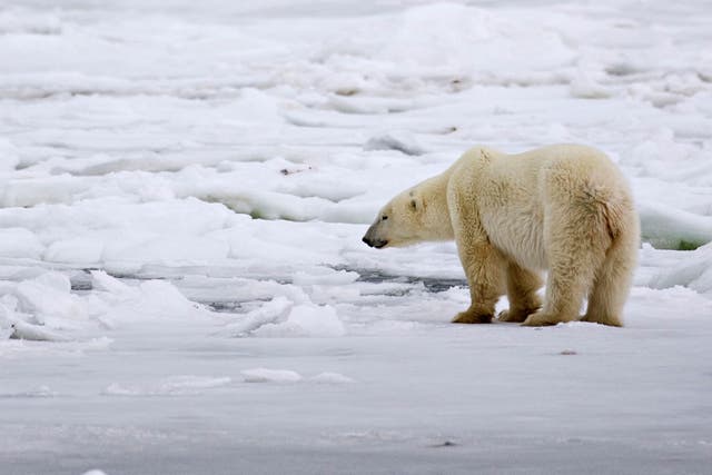 A male polar bear waits for an ice sheet to form to allow migration in an area about 200 miles north of the Canadian town of Churchill