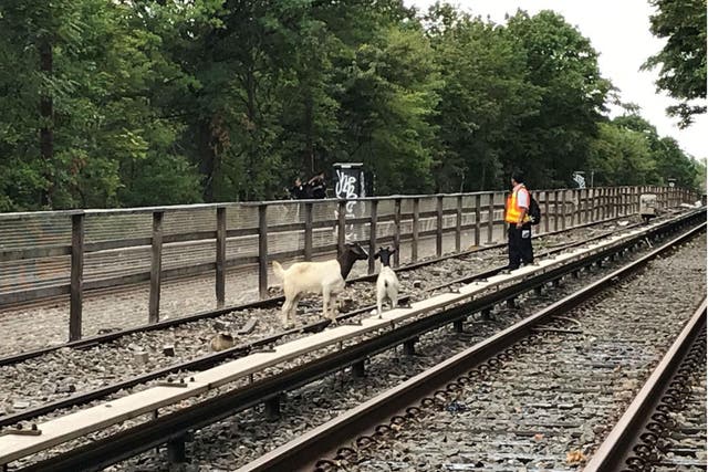 The goats were seen Monday afternoon and later taken to an animal sanctuary in upstate New York