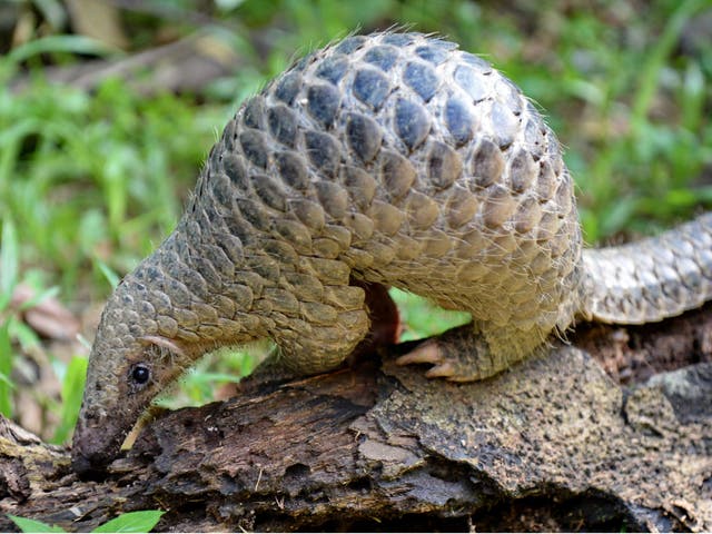 Pangolins in China are under threat due to the illegal trade in their meat and scales