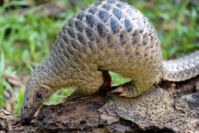 Pangolins in China are under threat due to the illegal trade in their meat and scales