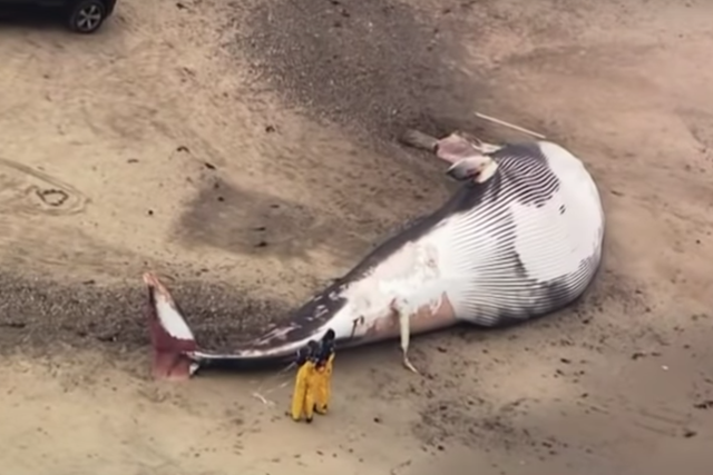A giant, dead whale has washed up on a beach in Massachusetts