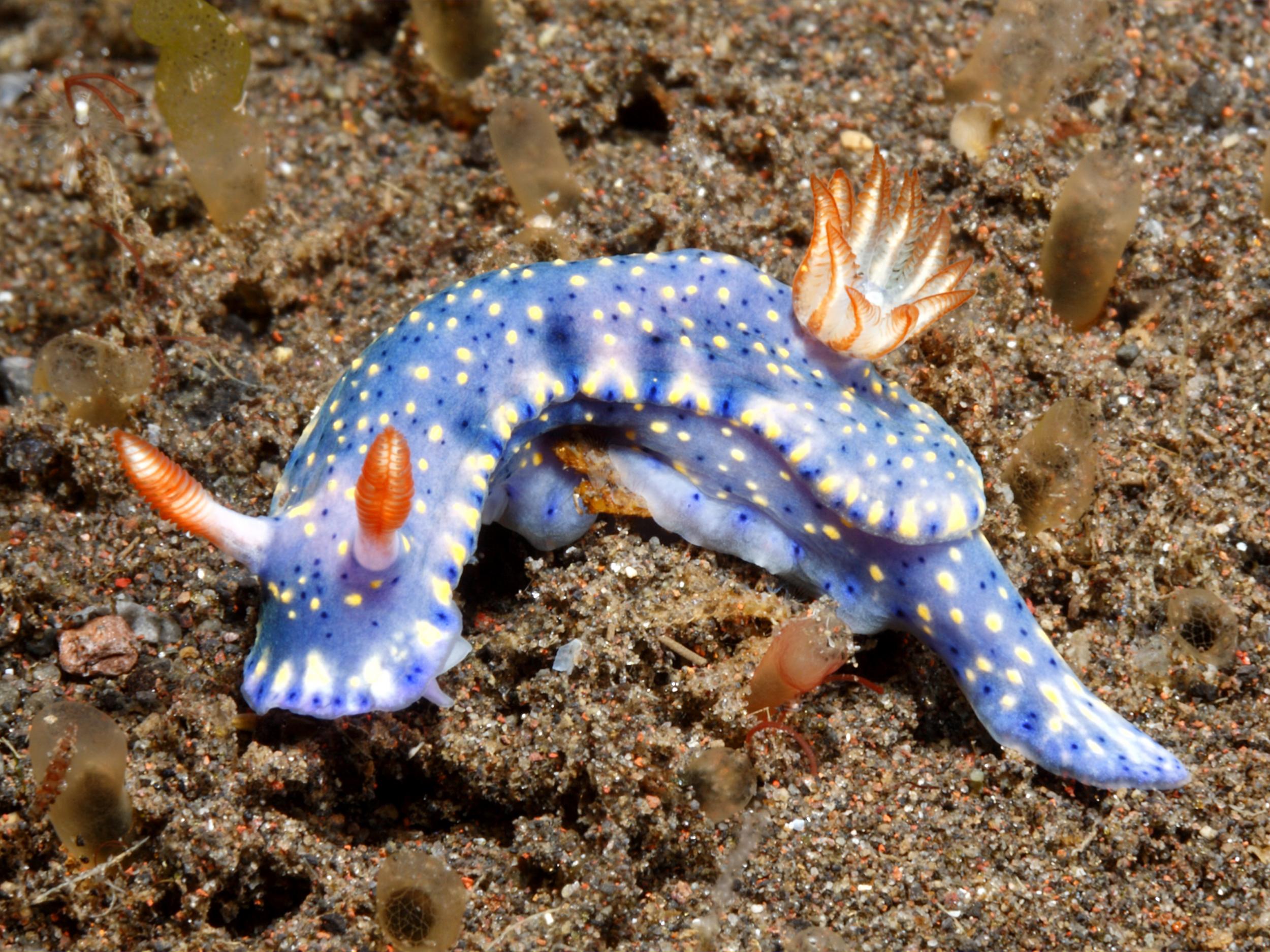 Scientists looked at nearly 300 species of sea slugs and other bottom-dwelling creatures to assess the impact of pace of life on survival over millennia
