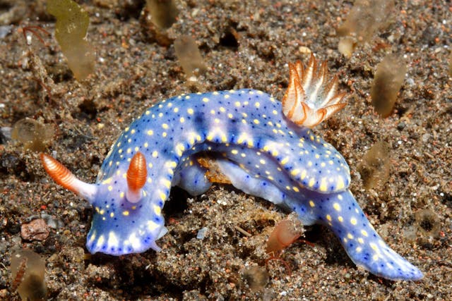 Scientists looked at nearly 300 species of sea slugs and other bottom-dwelling creatures to assess the impact of pace of life on survival over millennia
