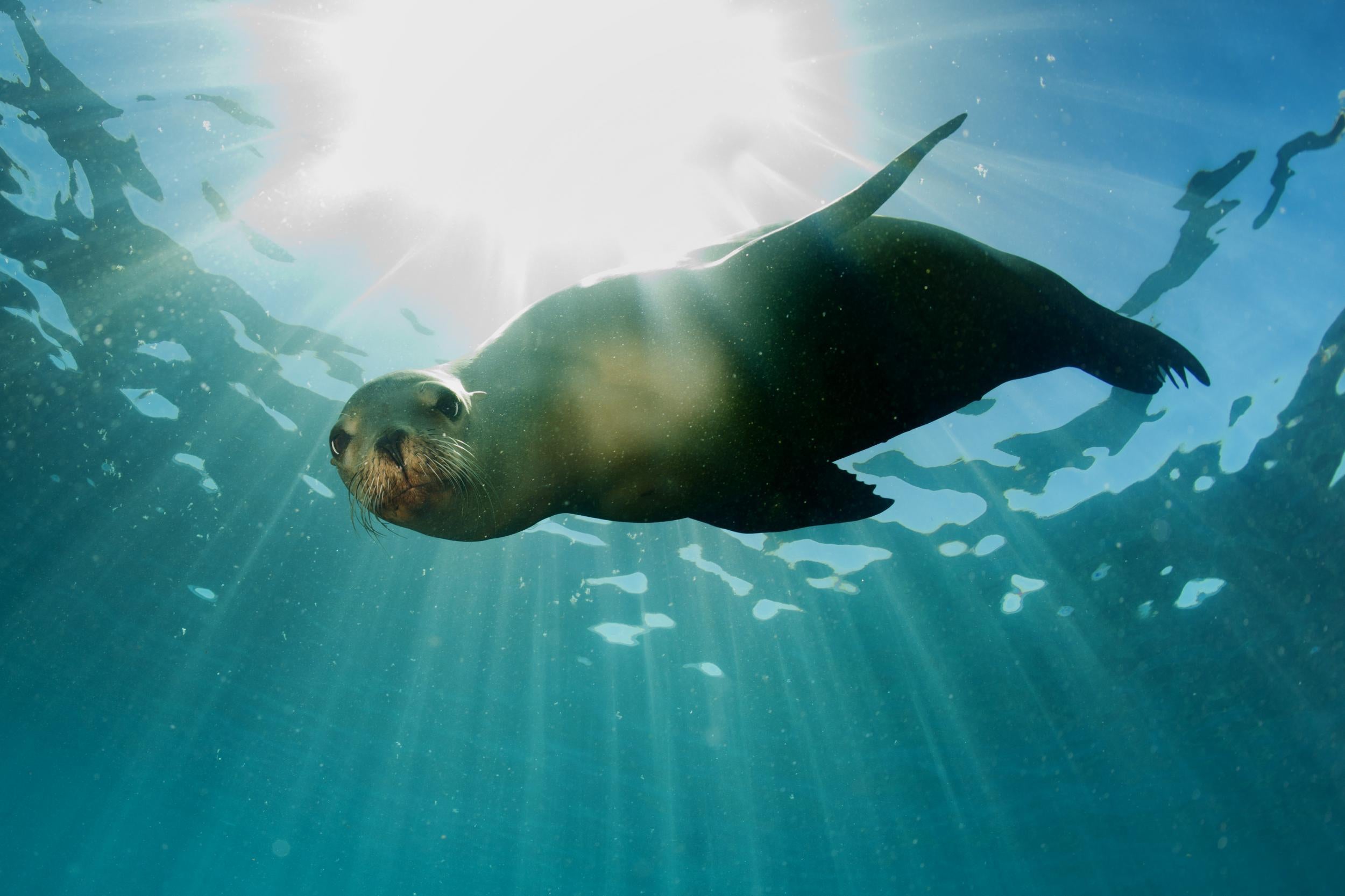 Back to nature: the at-risk sea lion