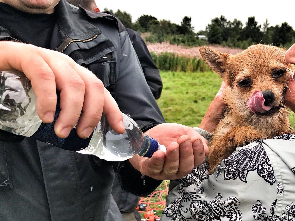 The pet, named Bear, was rescued from a rabbit warren in a field in Linlithgow, West Lothian