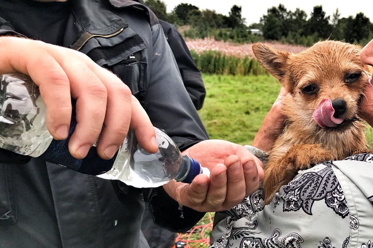 'Bewildered' dog trapped underground for hours in rabbit warren rescued ...