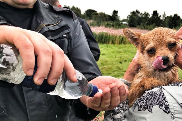 The pet, named Bear, was rescued from a rabbit warren in a field in Linlithgow, West Lothian