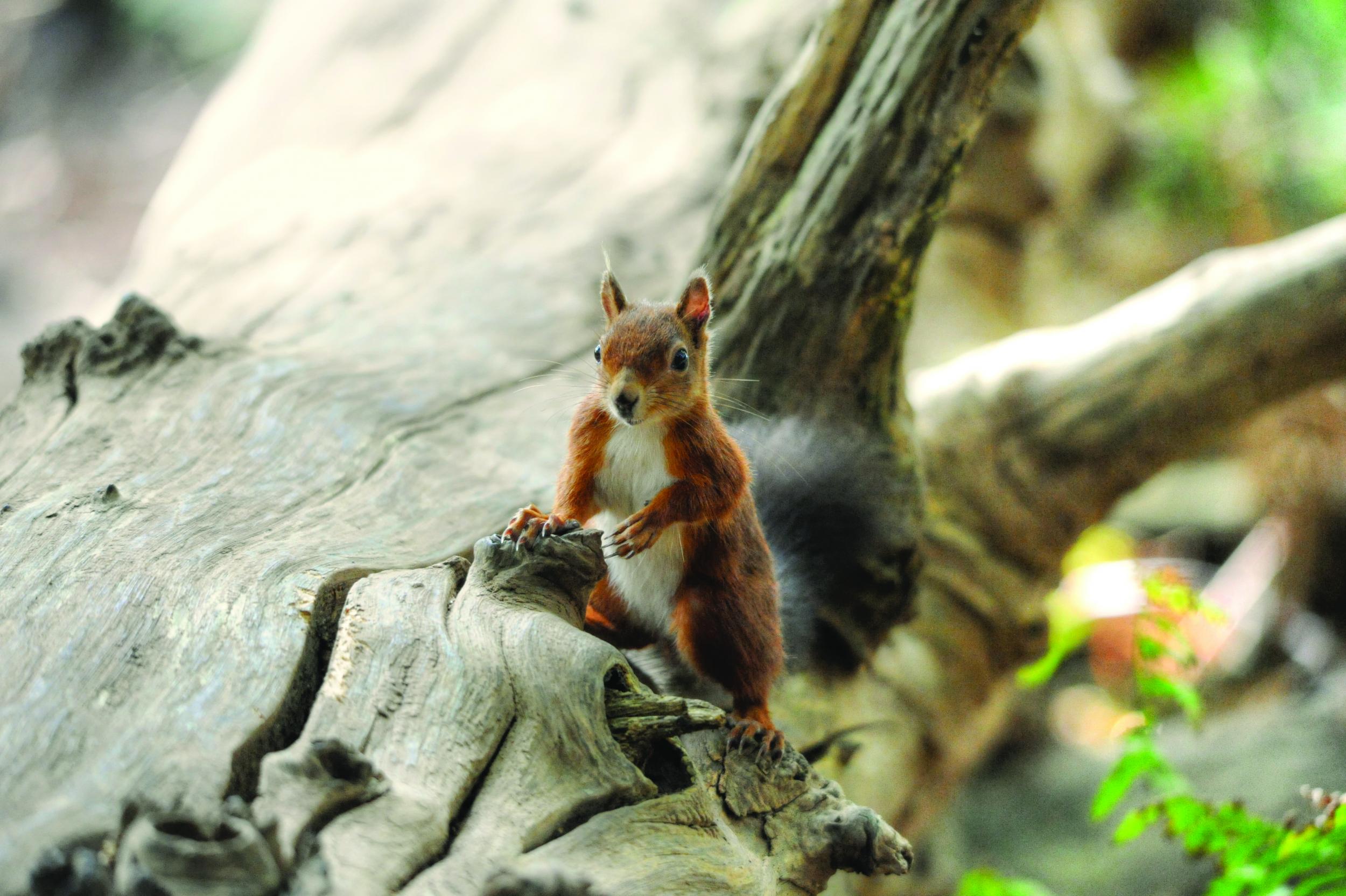 Native red squirrels can be found on Brownsea Island