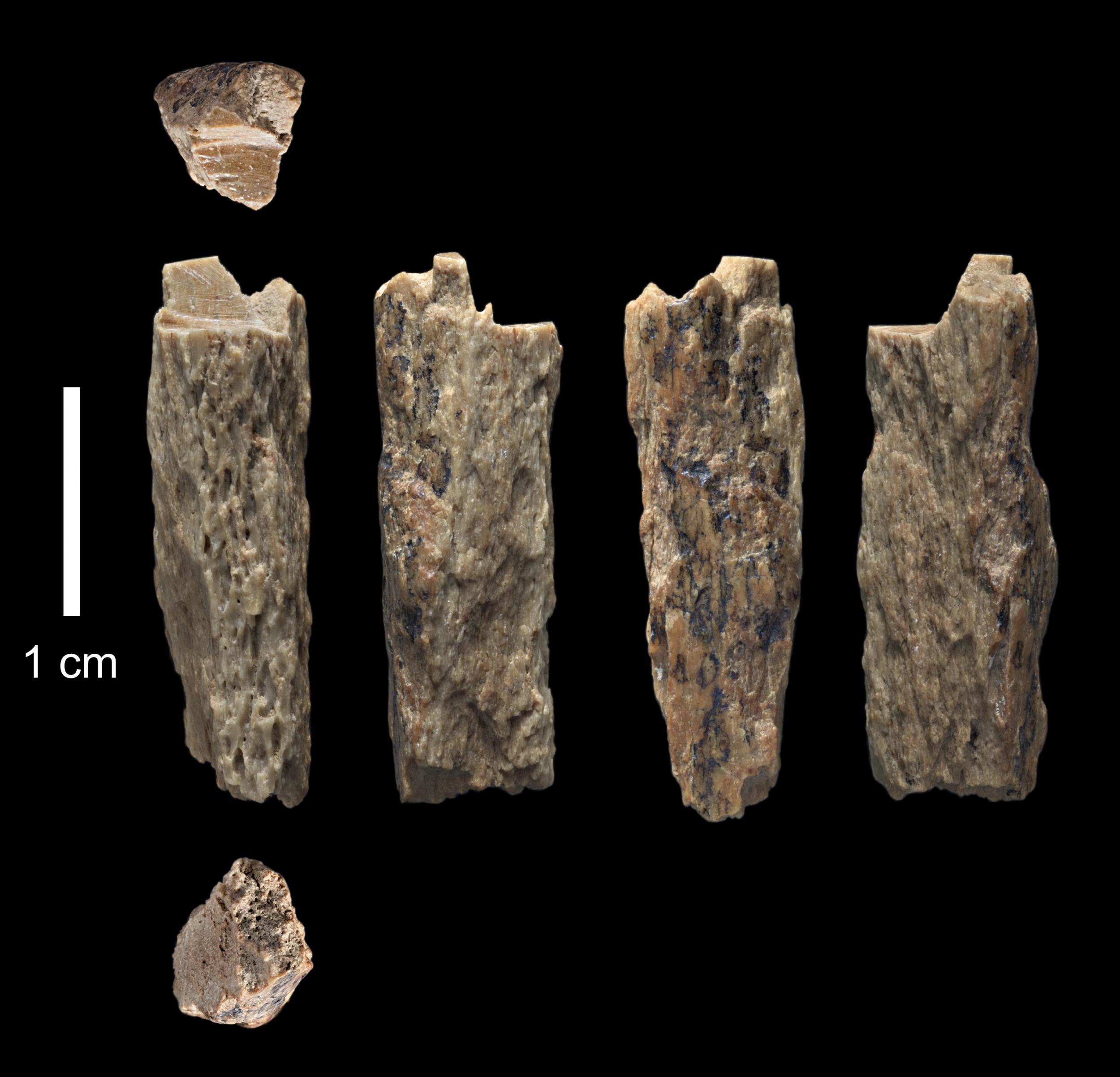 The bone fragment 'Denisova 11' from several angles
