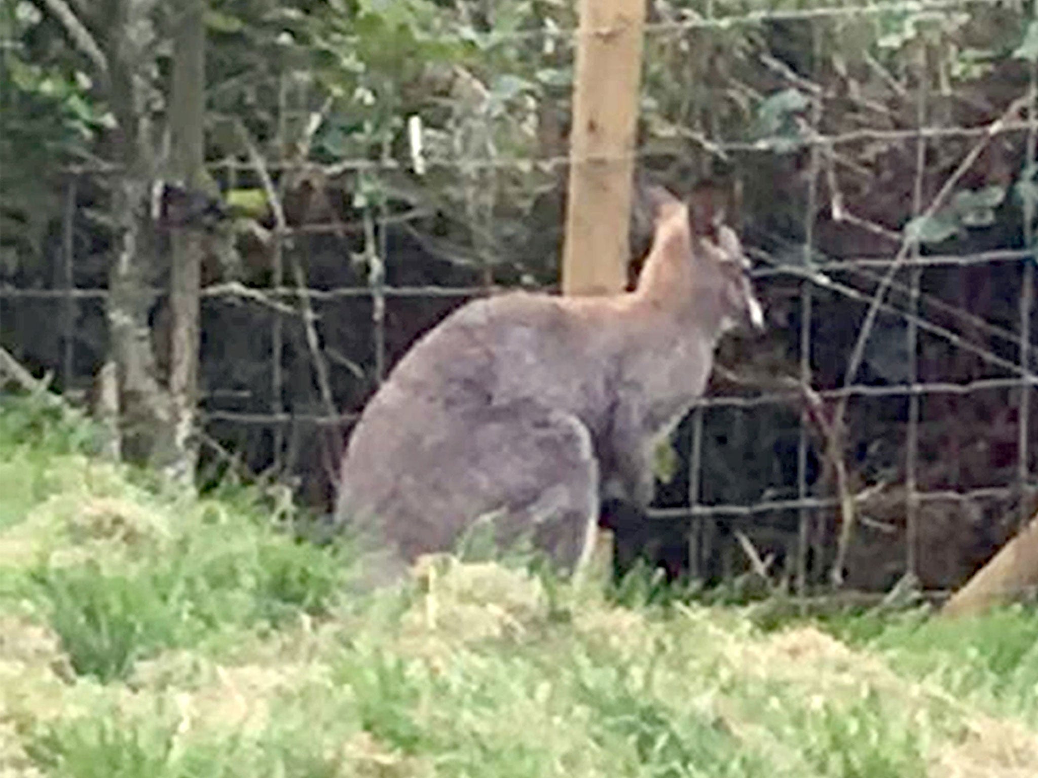 The wallaby was at the wildlife park for a matter of hours before it disappeared