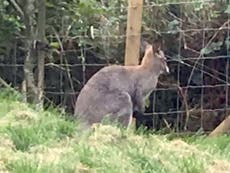 Yorkshire wildlife park fears missing wallaby 'may have been stolen'