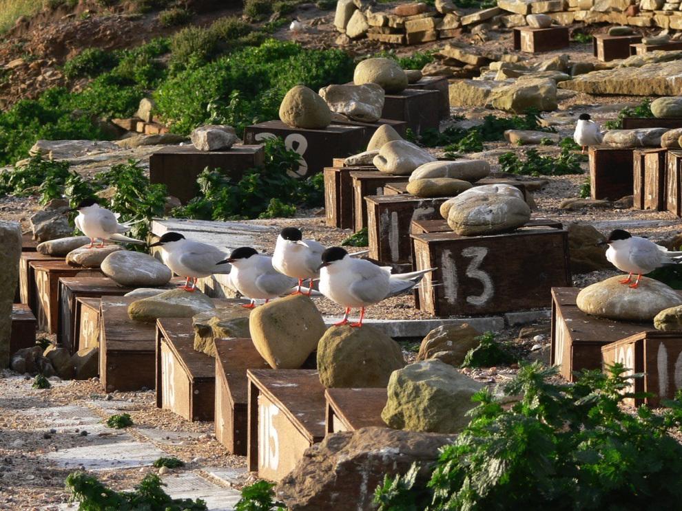 Roseate terns perch on special ‘terrace houses’ constructed for them to nest in