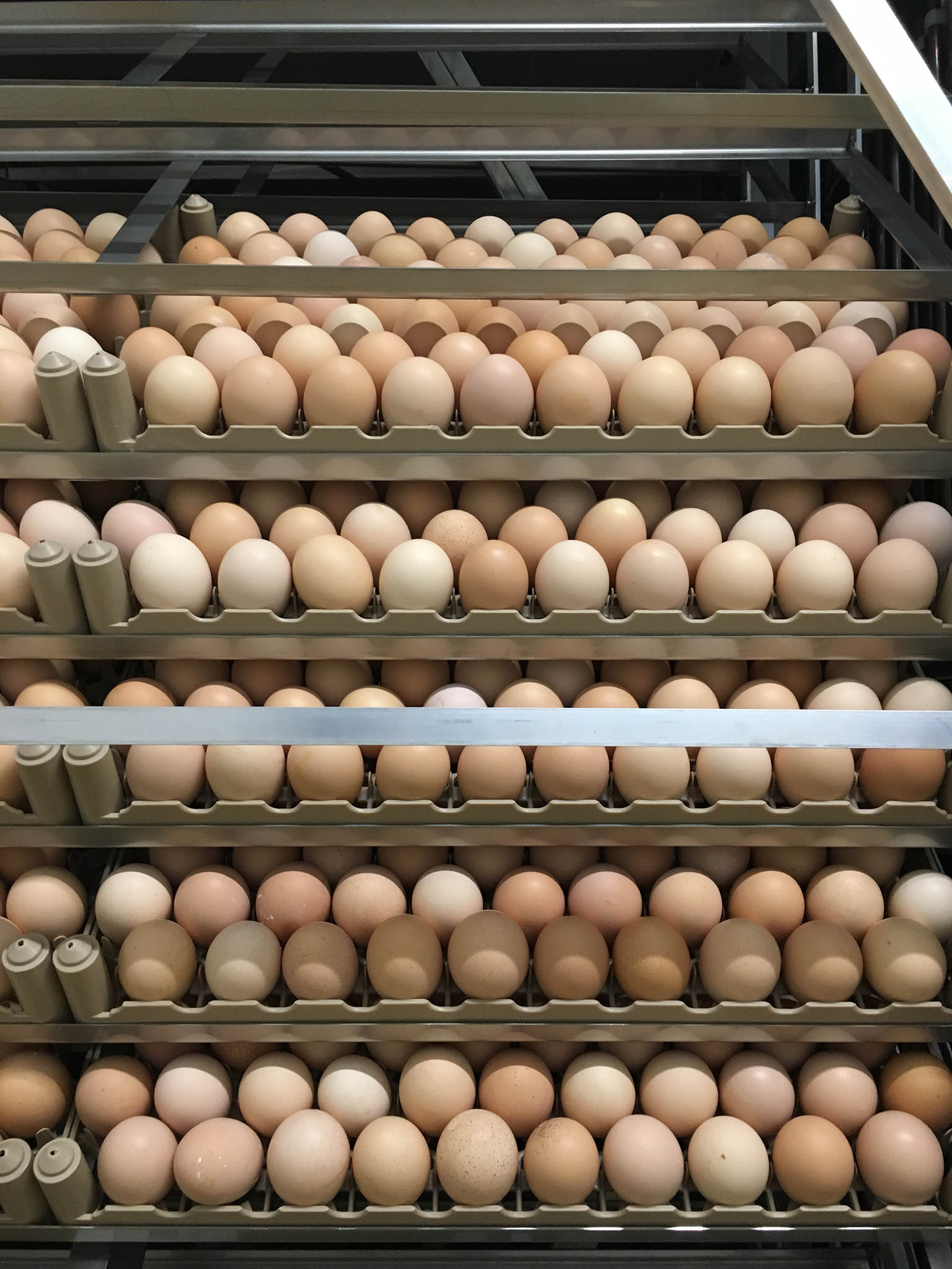 Eggs at Daylesford?are produced by the farm’s parent flock