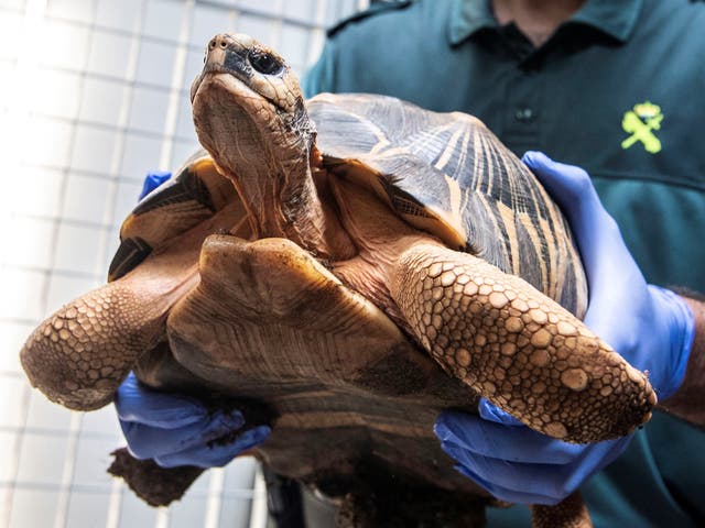 One of the 1,100 turtles seized by the Civil Guard's Nature Protection Service in Palma de Mallorca, Spain, on 22 August