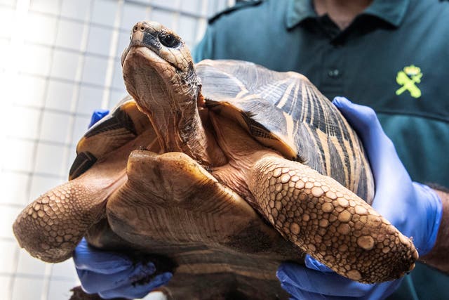 One of the 1,100 turtles seized by the Civil Guard's Nature Protection Service in Palma de Mallorca, Spain, on 22 August