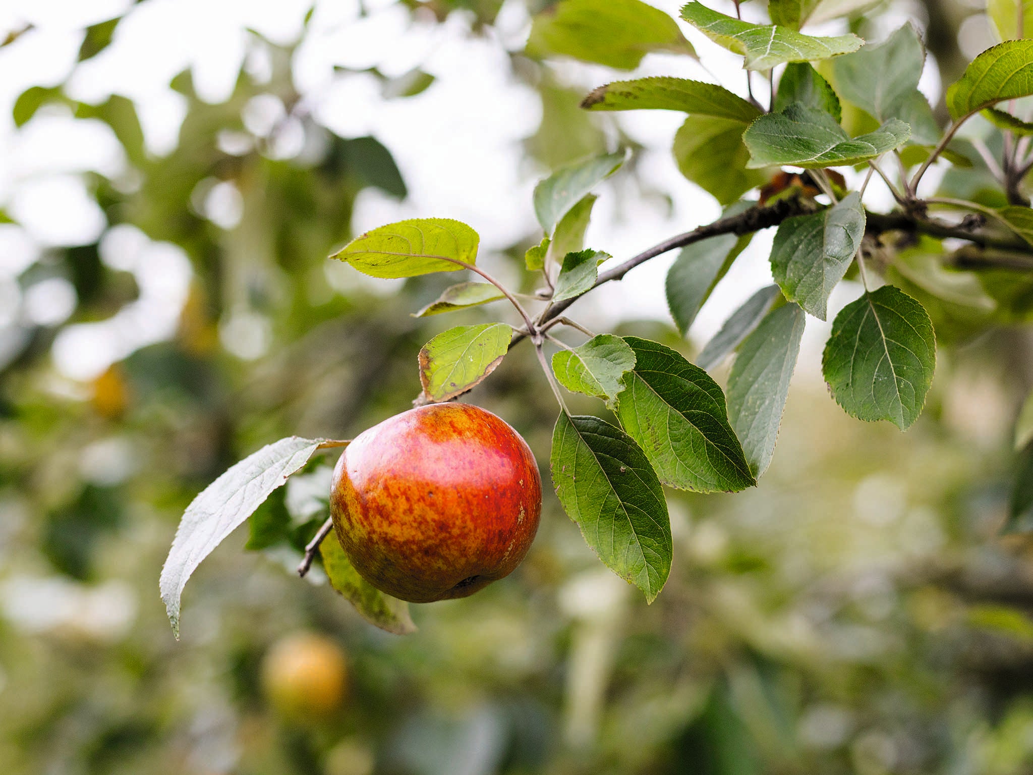 We should be talking about cider in the same way we talk about wine because they are made in such similar ways