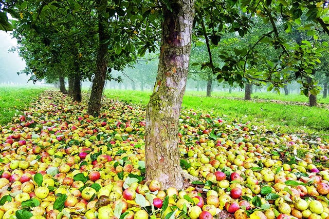 If fruit from the same trees is processed using the same production methods in two successive years, can the resulting ciders be different from each other?