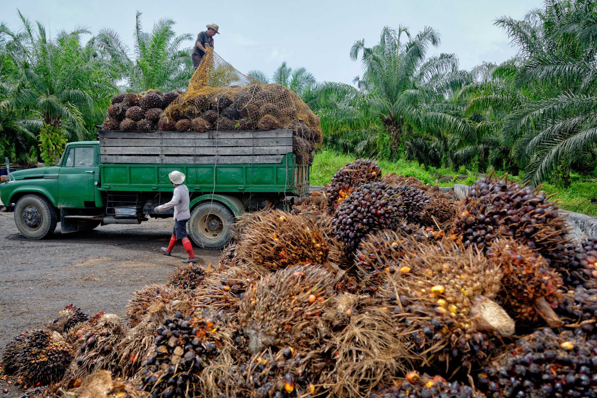 oil palm tree