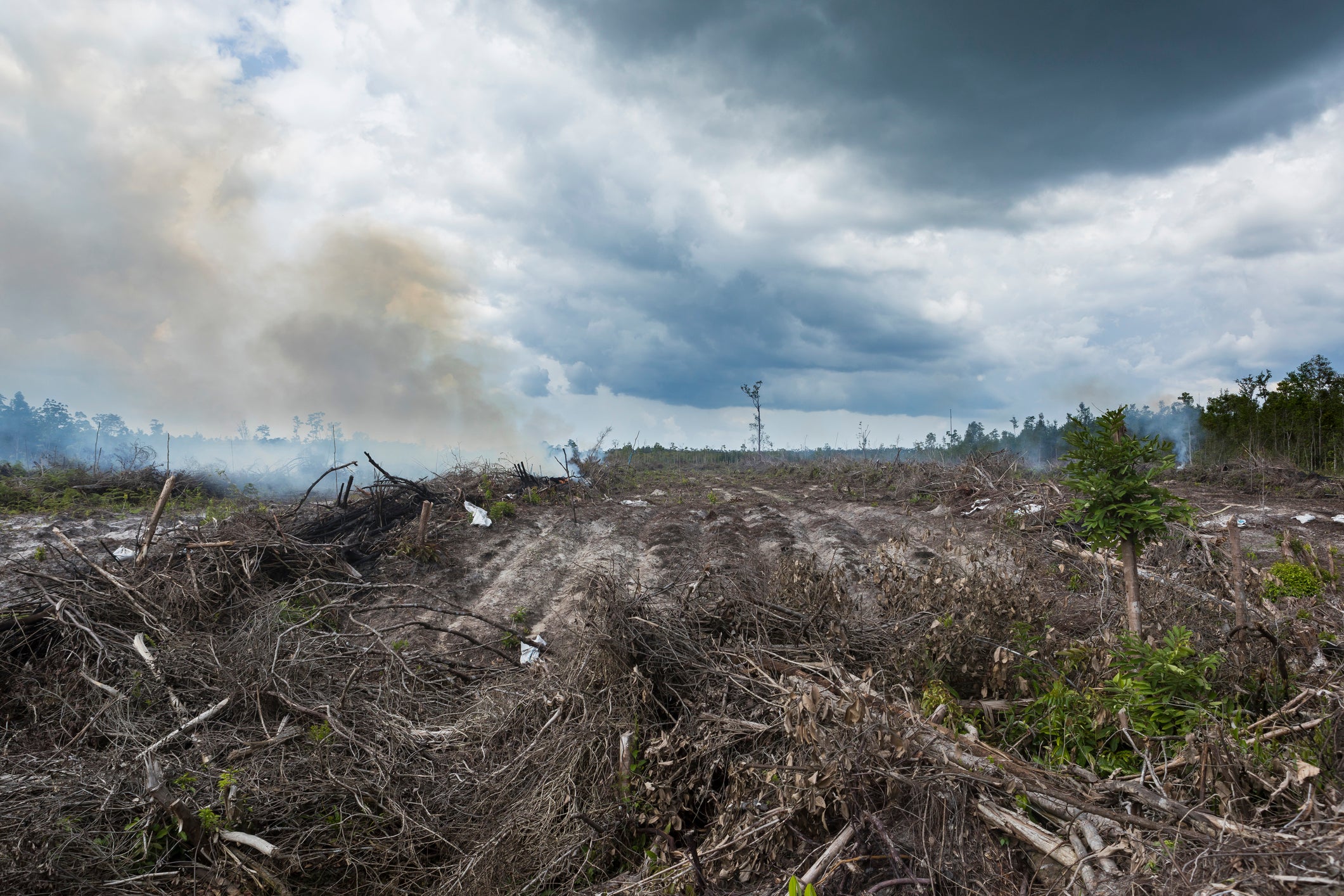 How avoiding Palm Oil in soap making could INCREASE deforestation