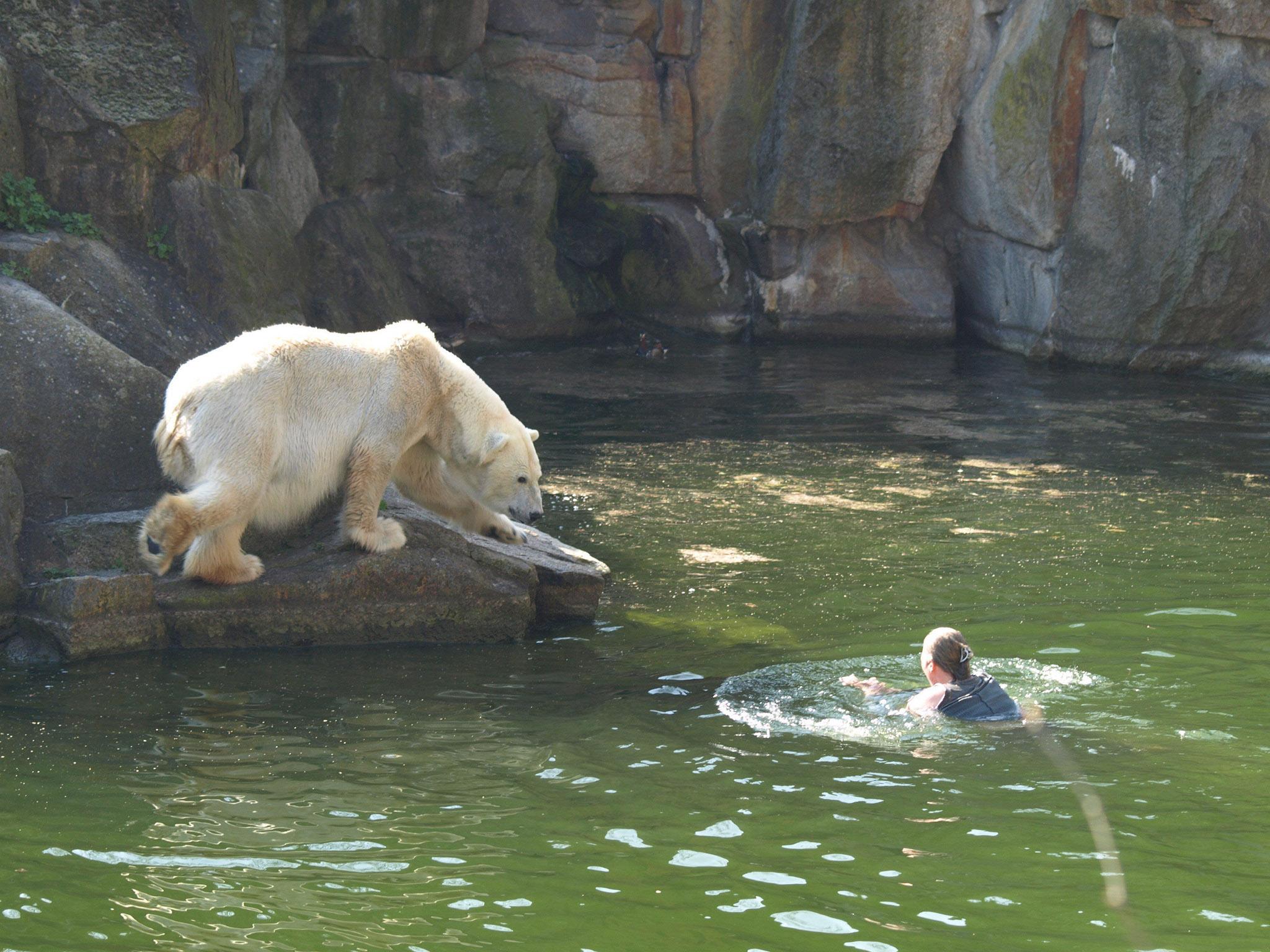 A woman jumped into a polar bear’s Berlin Zoo enclosure in 2009 and was bitten before being rescued (Alamy)