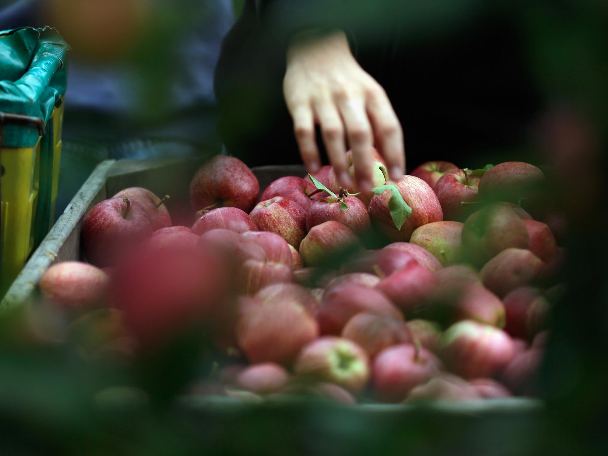 The Royal Horticultural Society said it was expecting its best ever apple crop this summer
