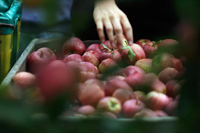 The Royal Horticultural Society said it was expecting its best ever apple crop this summer
