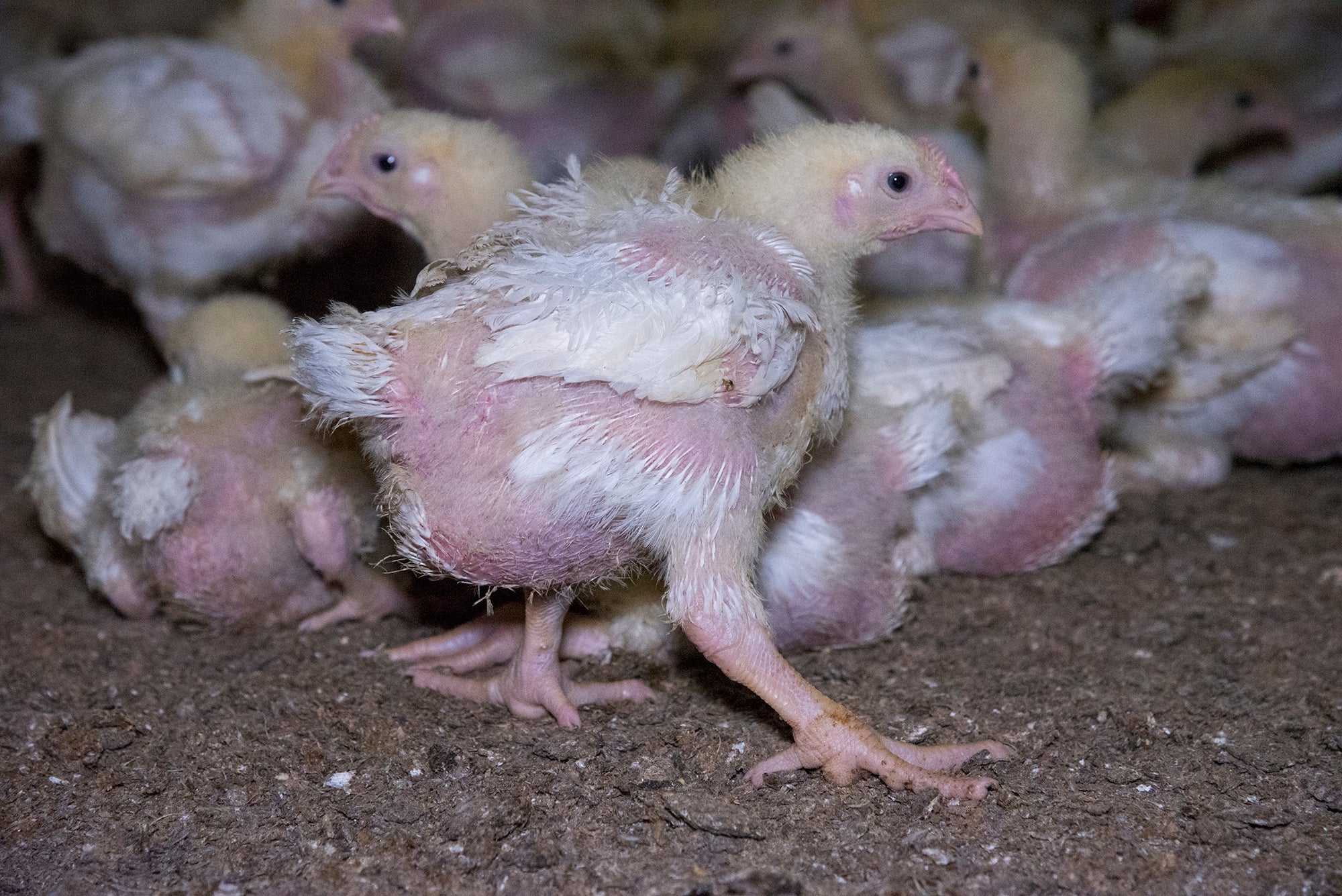 Tesco Suspends Chicken Sales From Ethical Farm After Video Shows