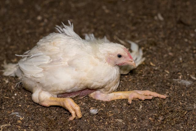 Chickens can collapse under their own body weight