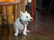 Wetherspoons to bans dogs in all pubs across Britain