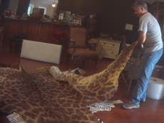 US trophy-hunters import bones and skin from threatened giraffes