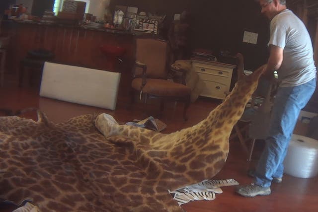 A full giraffe skin was among items found legally on sale
