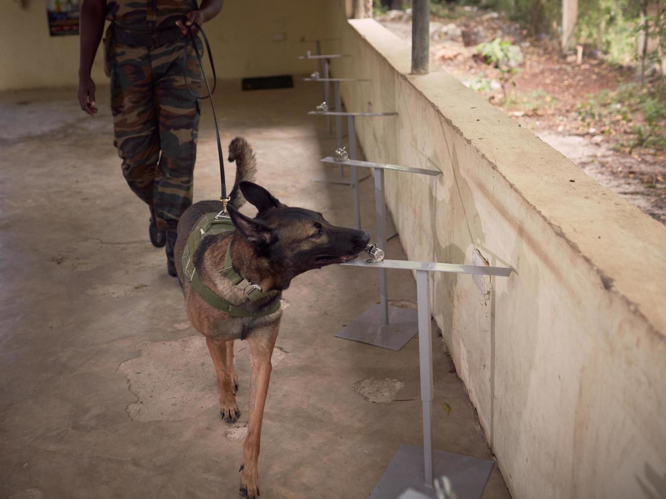 A sniffer dog is given samples of air filters from which it can detect illegal items