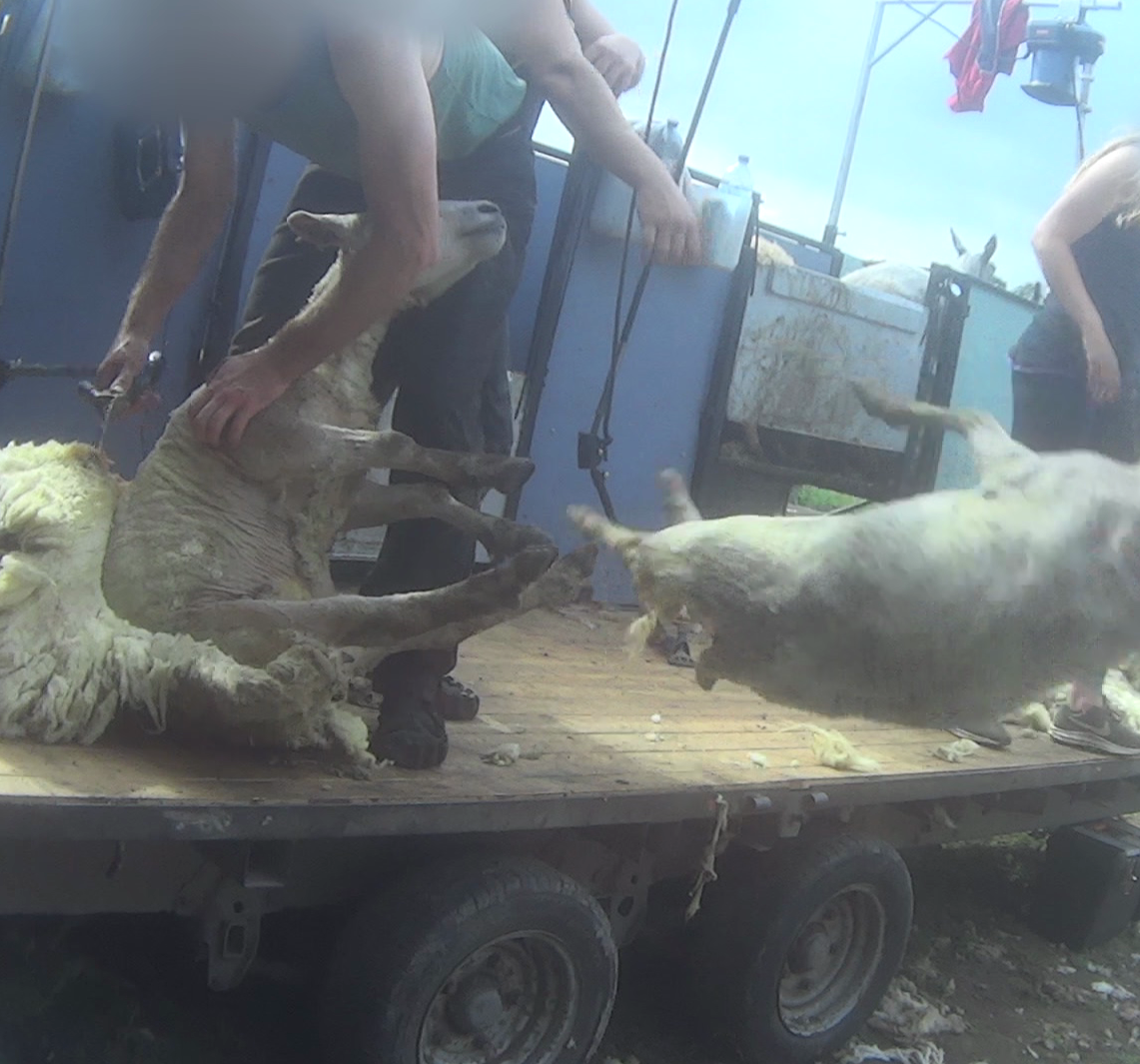 A sheep being thrown over the side of a lorry; others were pinned down with feet on their necks