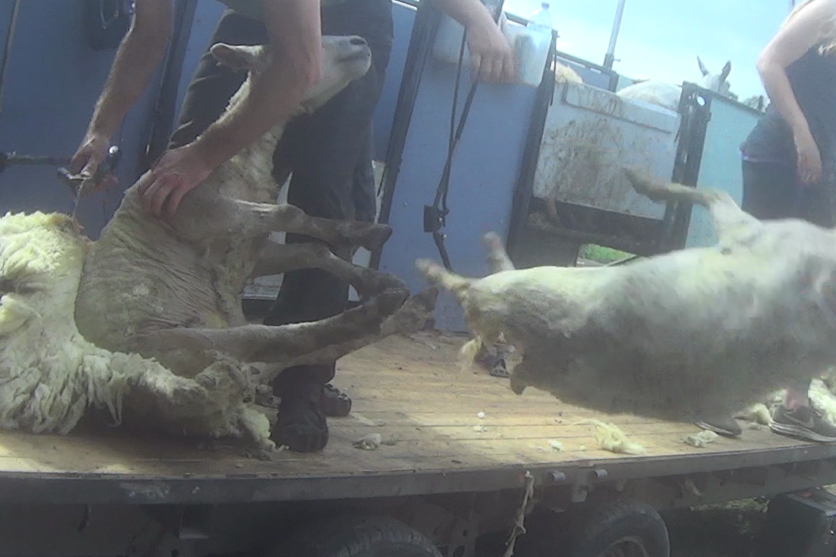 Shearers secretly filmed punching, throwing and stamping on sheep could ...