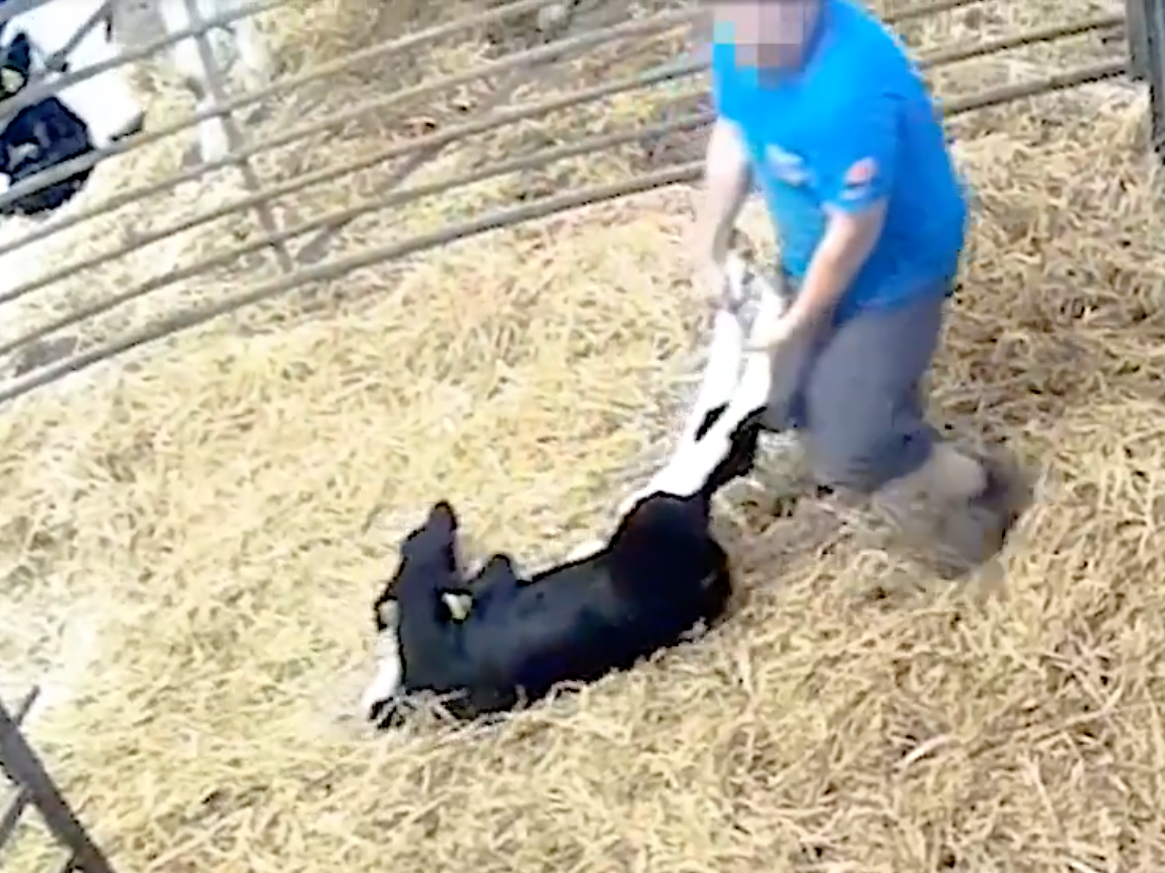A worker drags a newborn calf by its legs away from its mother