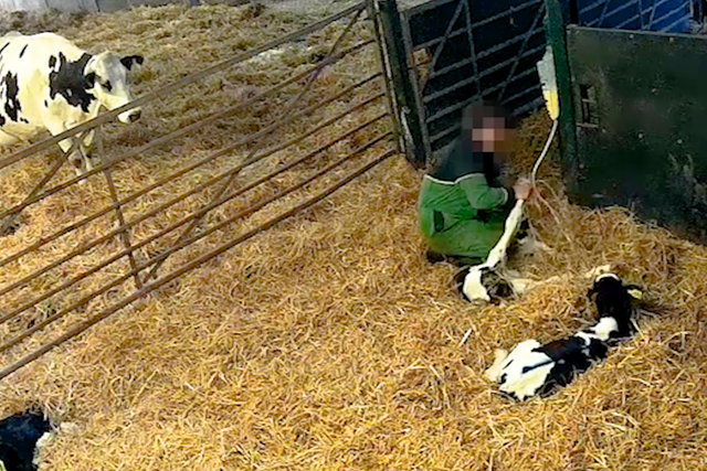 A worker force-feeds a calf soon after it is born as the mothers are milked