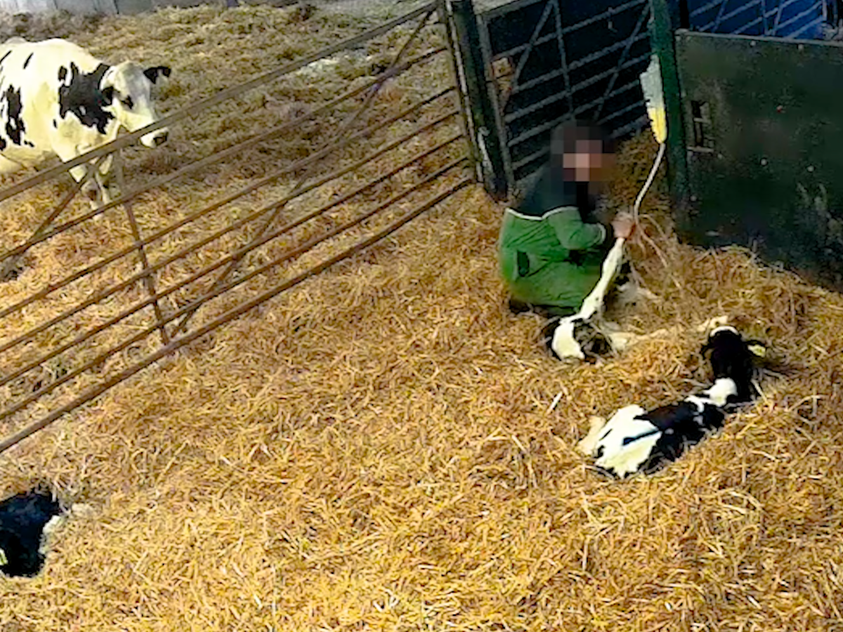 Consumers paying more for organic milk 'being duped' as secret footage  reveals cruelty on Soil Association farm | The Independent | The Independent