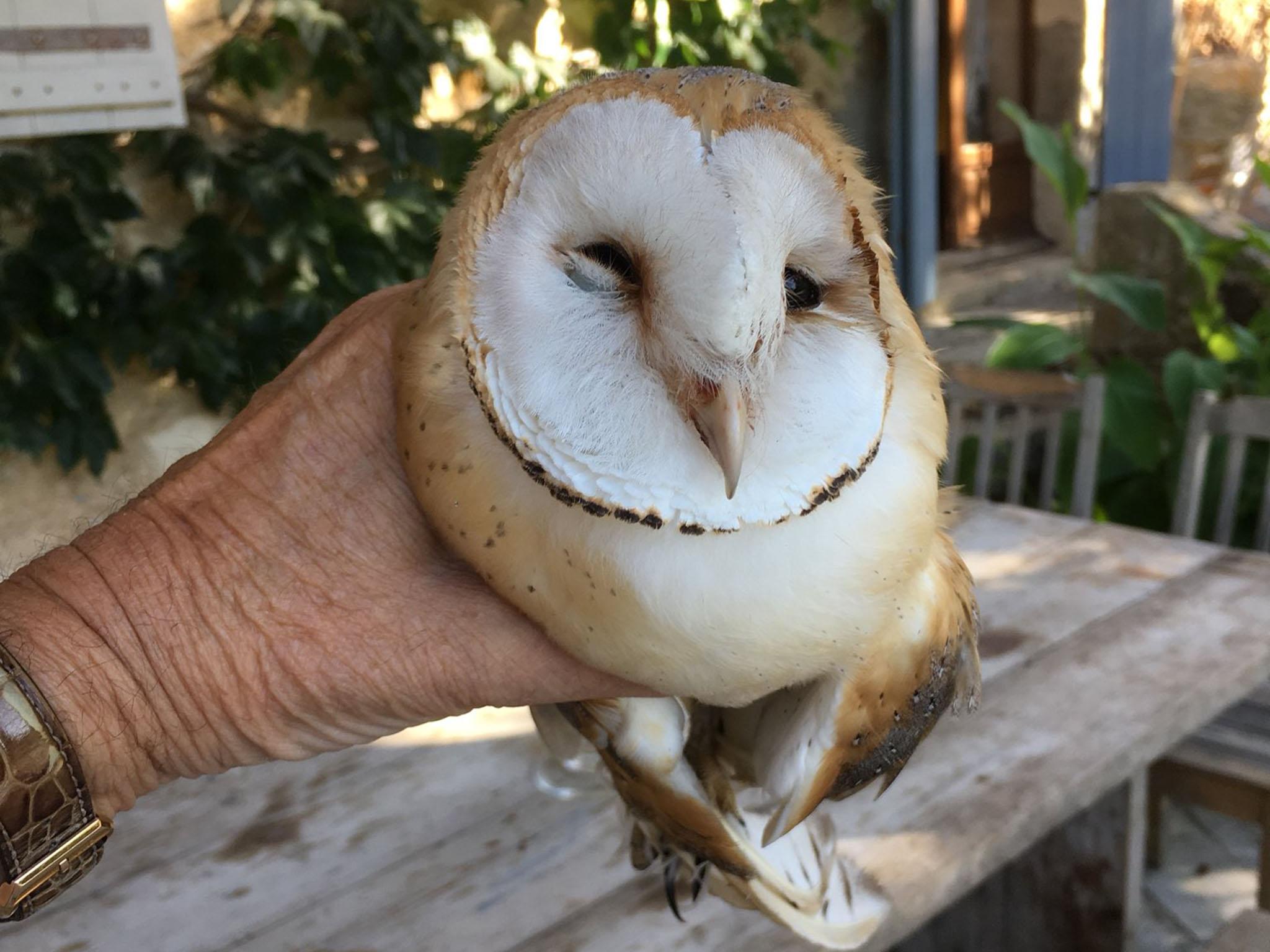 stuffed barn owl