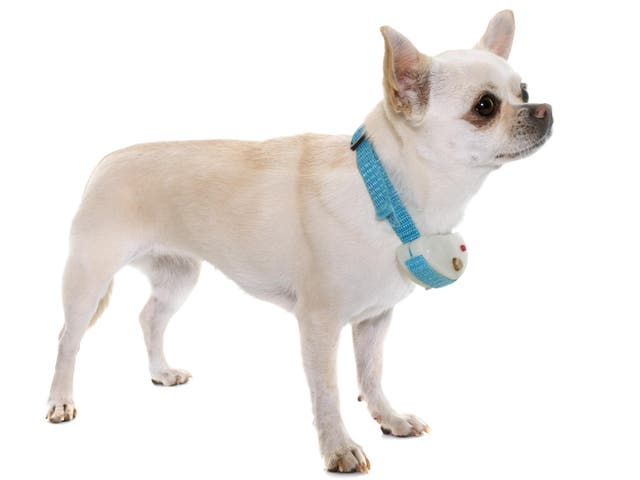 A Chihuahua in a shock collar