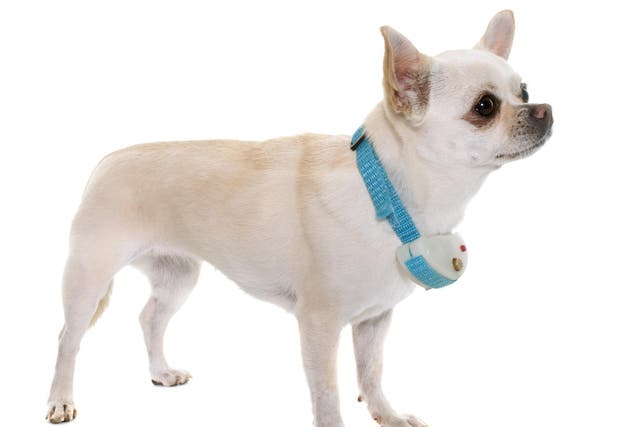 A Chihuahua in a shock collar